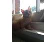 GORGEOUS MALE and female kittens! Pretty soft fur,  very....
