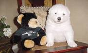 Samoyed puppies for sale in a beautiful home
