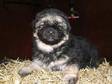 REG KENNEL Club GSD Puppies. Long haired. mixed coloured....