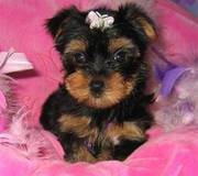 Well socialized cute Yorkshire puppy for sale