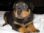 KC Champion Rottweiler Puppies for sale
