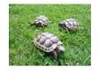 Spur Thighed Tortoises (T.G. Ibera). 2008 UK captive....