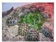 Hermanns Tortoises (T.Boetgerri). 2007 UK captive bred....